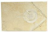 Horseshoe Crab (Mesolimulus) Fossil - Solnhofen Limestone #269767-1